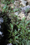 Fabaceae - Desmodium incanum var. angustifolium 