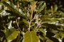 Rhamnaceae - Colubrina oppositifolia 