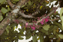 Myrtaceae - Syzygium malaccense 