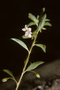 Ochnaceae - Sauvagesia erecta 