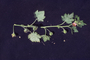 Malvaceae - Modiola caroliniana 