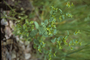 Euphorbiaceae - Euphorbia peplus 