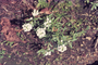Brassicaceae - Lobularia maritima 