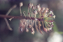 Brassicaceae - Lobularia maritima 