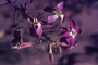 Brassicaceae - Raphanus sativus 