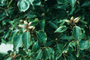 Lauraceae - Cinnamomum camphora 