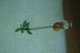 Lauraceae - Persea americana 