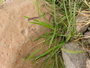 Poaceae - Tragus berteronianus 