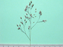 Poaceae - Aira caryophyllea 