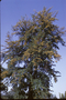 Proteaceae - Grevillea robusta 