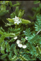 Rosaceae - Osteomeles anthyllidifolia 