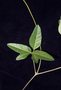 Fabaceae - Macroptilium atropurpureum 