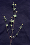 Fabaceae - Trifolium dubium 