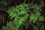 Urticaceae - Pilea microphylla 