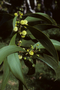 Fabaceae - Acacia koa 