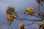 Fabaceae - Sophora chrysophylla 