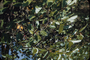 Myrtaceae - Syzygium cumini 