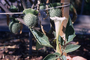 Solanaceae - Datura stramonium 