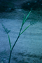 Apiaceae - Foeniculum vulgare 