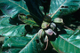 Combretaceae - Terminalia catappa 