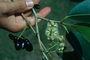 Myrtaceae - Syzygium cumini 
