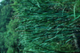 Typhaceae - Typha latifolia 