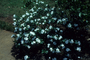 Apocynaceae - Catharanthus roseus 