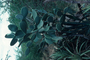 Cactaceae - Opuntia ficus-indica 
