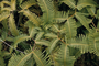 Gleicheniaceae - Dicranopteris linearis 