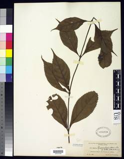 Salvia pansamalensis image
