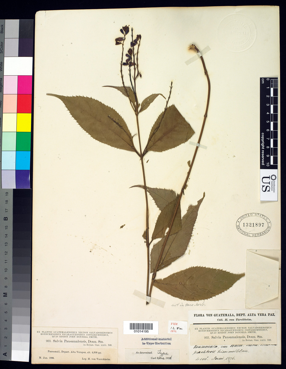 Salvia pansamalensis image