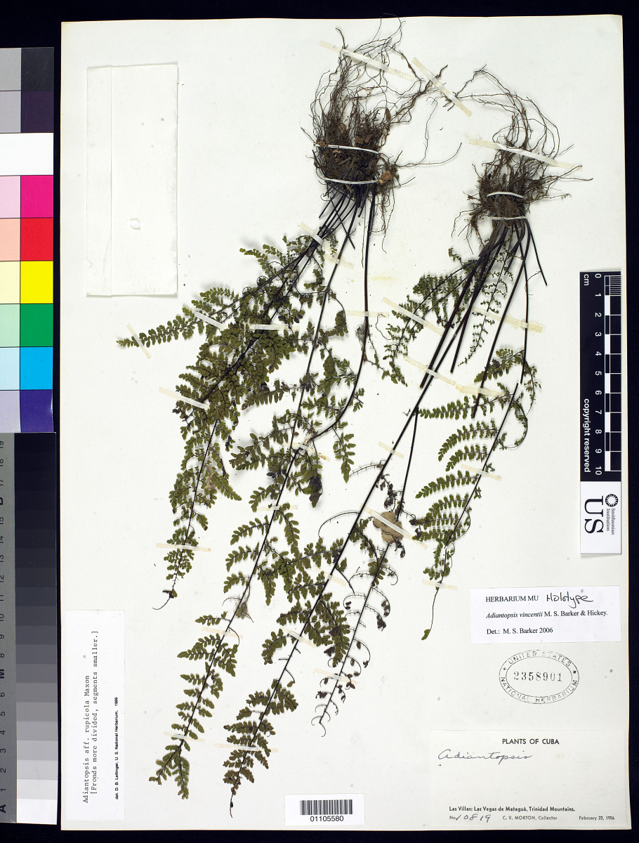 Adiantopsis vincentii image