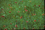Asteraceae - Gaillardia pulchella 