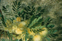 Fabaceae - Albizia lebbeck 