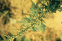 Asteraceae - Artemisia vulgaris 