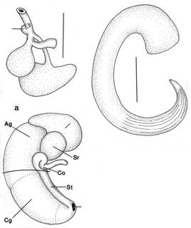 Antroselates spiralis image