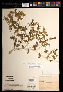 Mentzelia tricuspis image