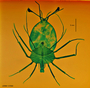 Image of Panulirus versicolor