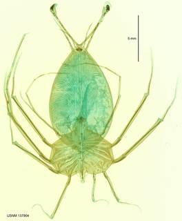 Panulirus ornatus image