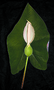 Araceae - Colocasia esculenta 