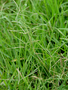 Poaceae - Cynodon dactylon 