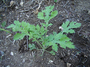 Asteraceae - Parthenium hysterophorus 