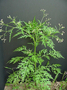 Asteraceae - Parthenium hysterophorus 