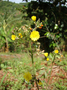Asteraceae - Sonchus oleraceus 