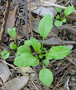 Brassicaceae - Lepidium virginicum 