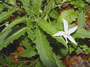 Campanulaceae - Hippobroma longiflora 