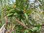Myrtaceae - Melaleuca quinquenervia 