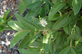 Myrtaceae - Psidium guajava 