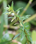 Ochnaceae - Sauvagesia erecta subsp. erecta 