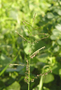 Poaceae - Urochloa mutica 